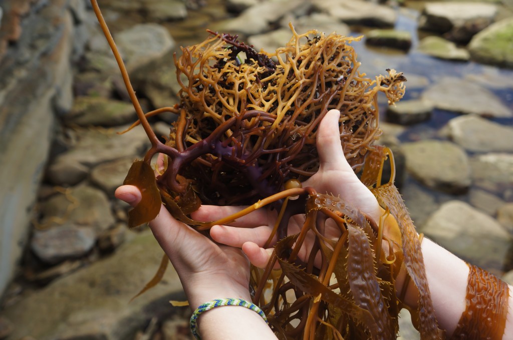 Some interesting seaweed at the tide pools.