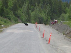 Our only picture of a bear - there is usually no time!