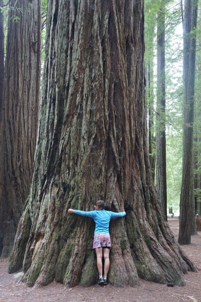 Daisy hugs a Redwood tree