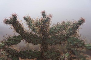 A cactus on our first climb - in the fog.