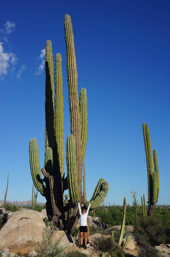 Super giant cactus.