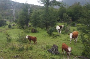 Our guests across the road from camp.  There are cattle even in Patagonia.