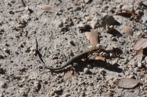 This little lizard was about half the size of the spider!